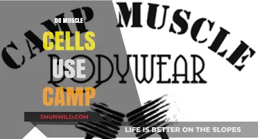 Do Muscle Cells Use cAMP? Exploring Its Role in Muscle Function