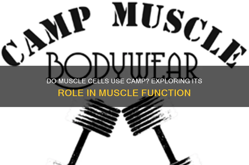 do muscle cells use camp