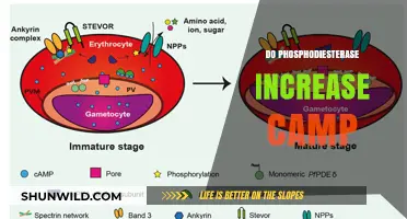 Phosphodiesterase's Role in cAMP Regulation: Boosting or Blocking?