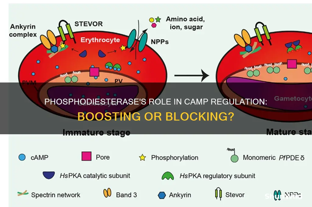 do phosphodiesterase increase camp