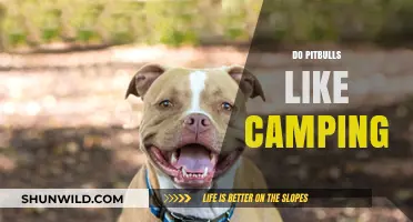 Do Pitbulls Enjoy Camping? Exploring Their Outdoor Adventure Preferences