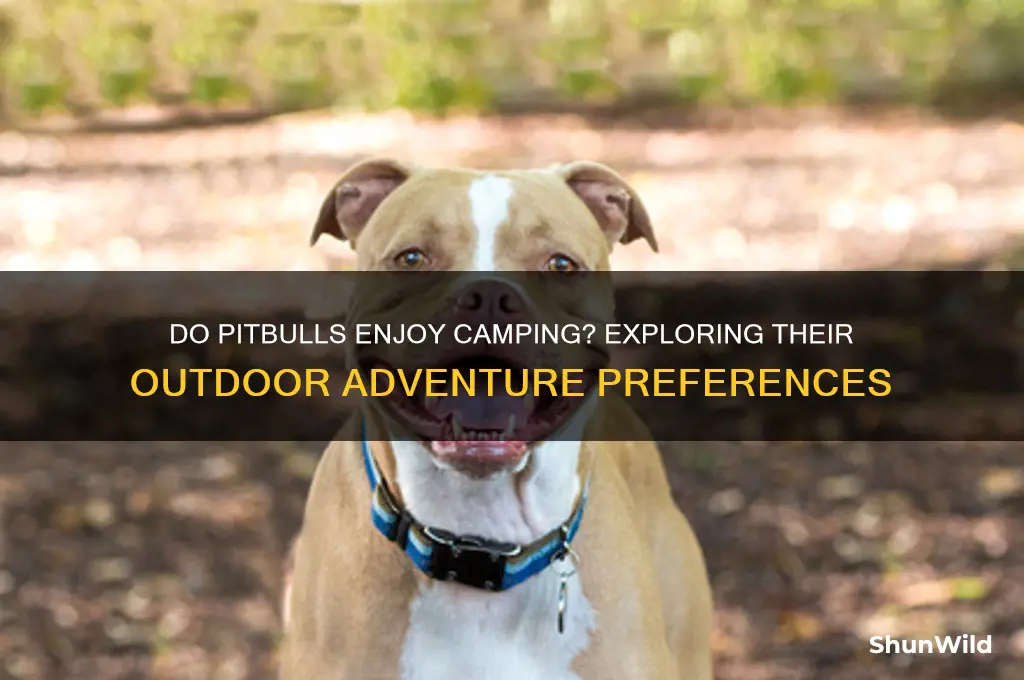 do pitbulls like camping