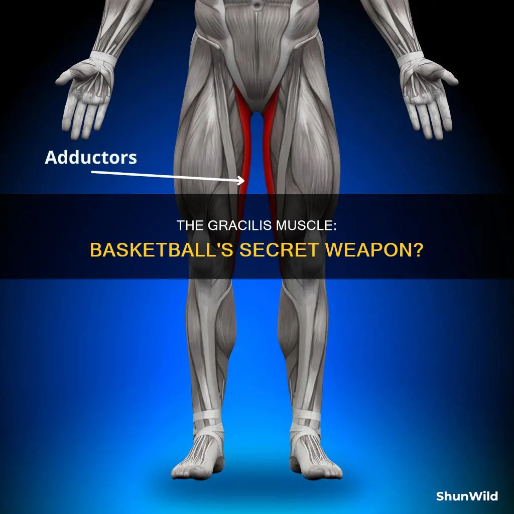 do you use the gracilis function in basketball