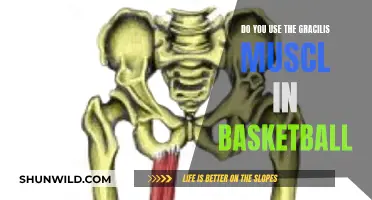 How the Gracilis Muscle Impacts Basketball Performance