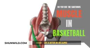 Unleash Your Power: The Sartorius Muscle's Role in Basketball Dominance