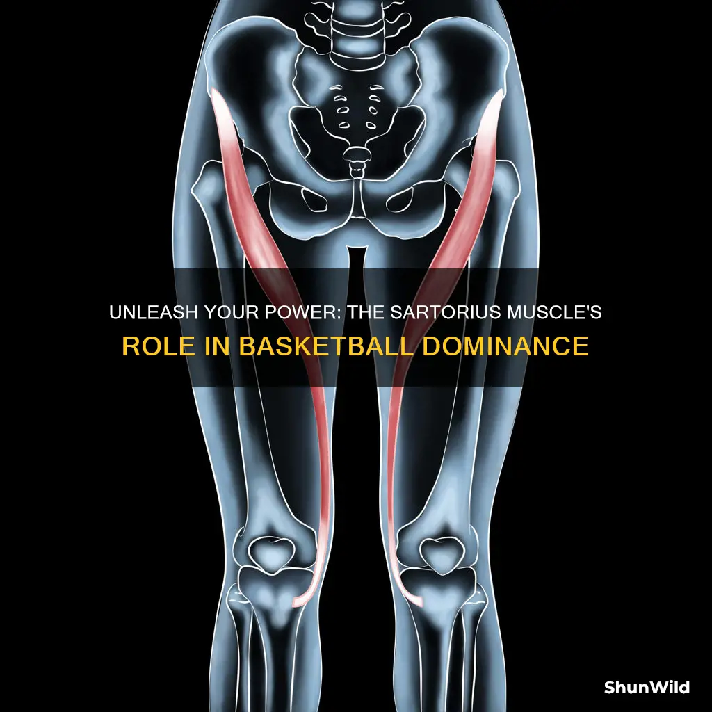 do you use the sartorius muscle in basketball