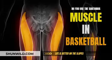 Sartorius Muscle: Basketball's Secret Weapon?