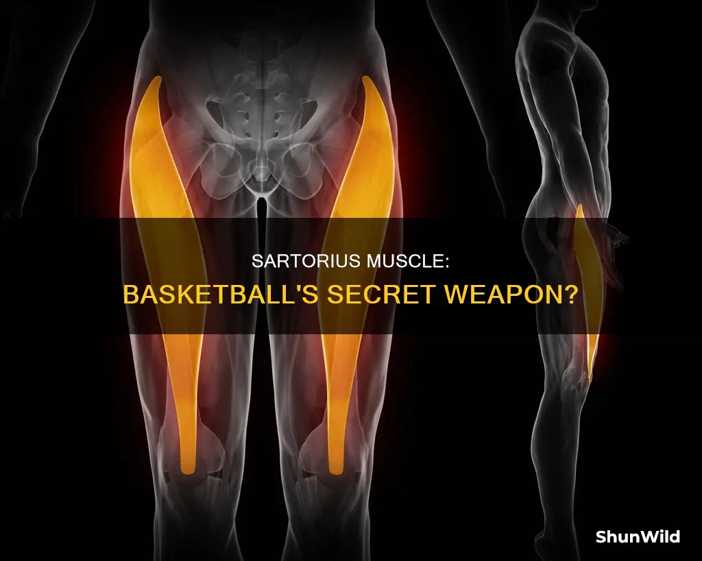 do you use the sartorius muscle in basketball