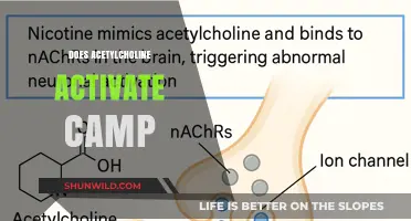 Acetylcholine and cAMP: Exploring Their Interaction and Signaling Pathways
