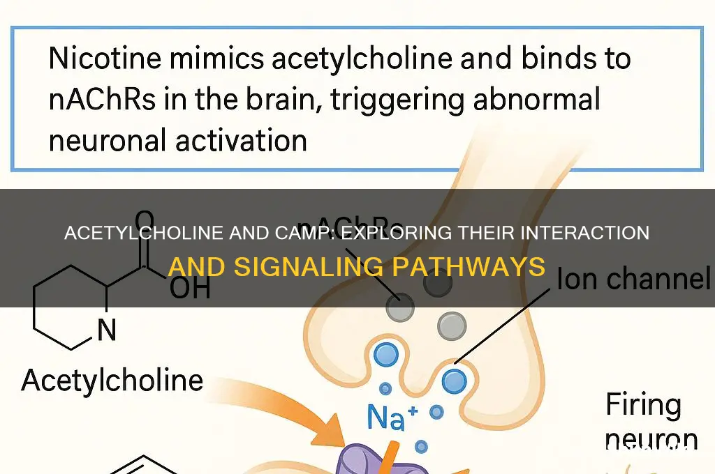 does acetylcholine activate camp
