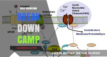 Does Adenosine Break Down cAMP? Exploring the Molecular Mechanism