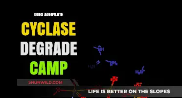 Does Adenylate Cyclase Degrade cAMP? Exploring Its Role and Mechanism