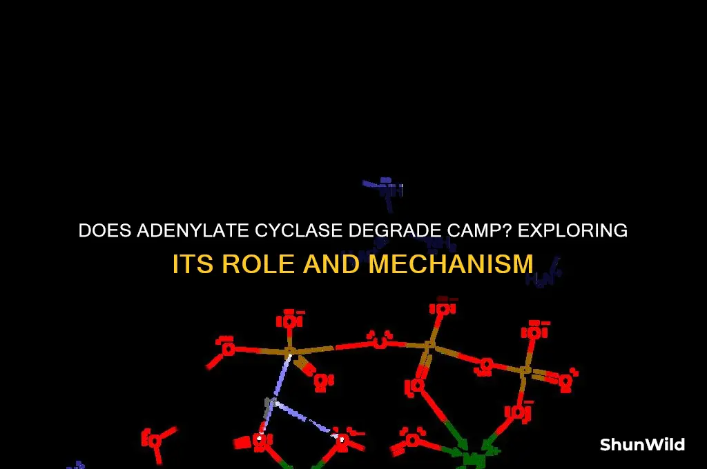 does adenylate cyclase degrade camp