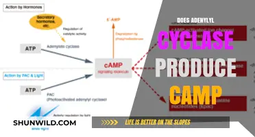 Does Adenylyl Cyclase Produce cAMP? Unraveling the Mechanism