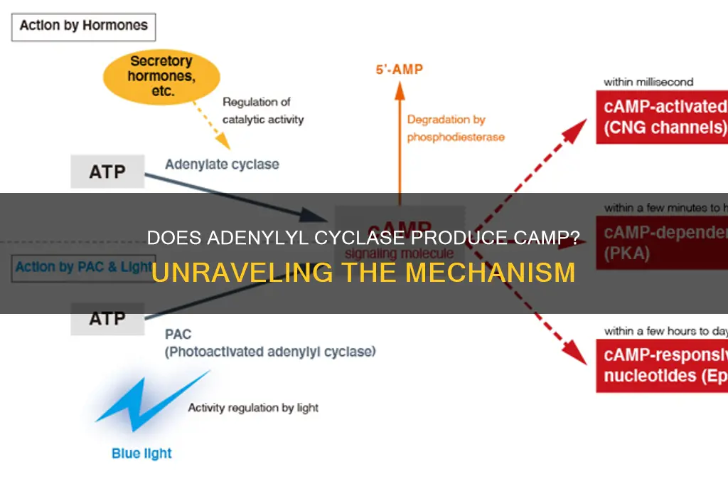 does adenylyl cyclase produce camp