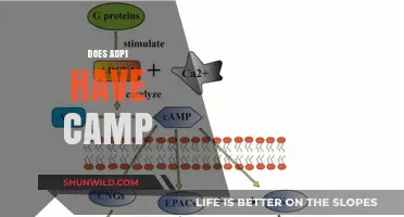 Exploring ADP1: Does It Contain cAMP? A Comprehensive Analysis