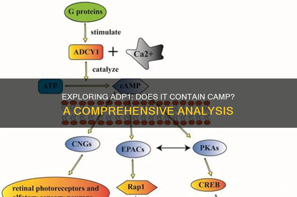 does adp1 have camp