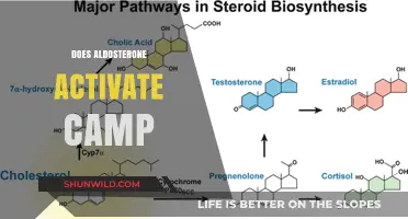 Aldosterone and cAMP: Unraveling the Hormone's Signaling Pathway Activation