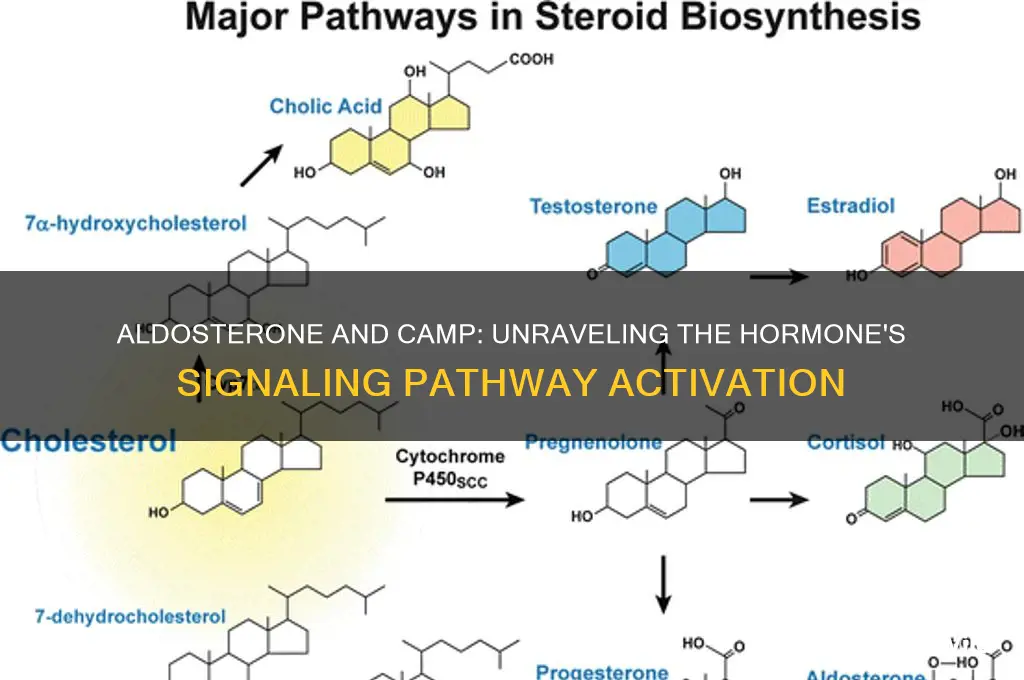 does aldosterone activate camp