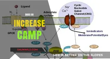 Boosting cAMP Levels: Exploring the Role of B1 in Cellular Signaling