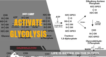Does Camp Activate Glycolysis? Exploring Metabolic Pathways in Cellular Energy
