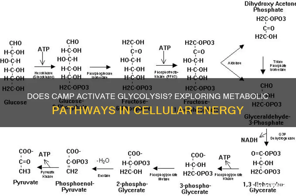 does camp activate glycolysis