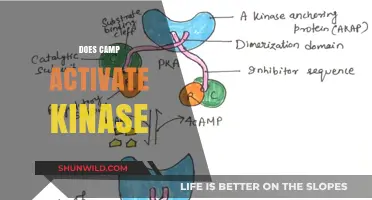 Exploring the Role of Camp in Activating Kinase: Mechanisms and Insights
