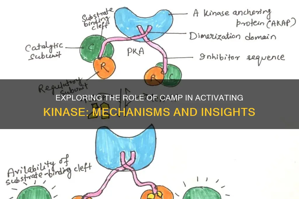 does camp activate kinase