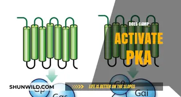 Does Camp Activate PKA? Exploring the Mechanism and Implications