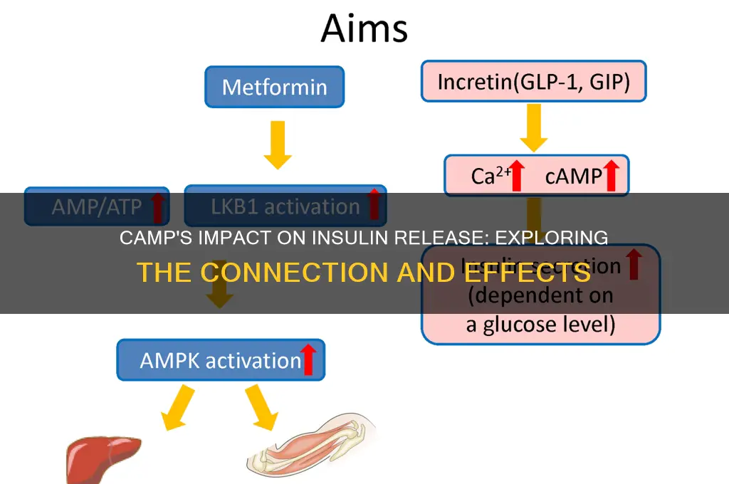 does camp affect insulin release