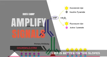 Does Camp Amplify Signals? Exploring the Impact on Communication Strength