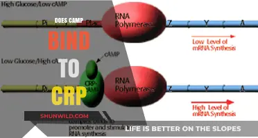 Does CAMP Bind to CRP? Exploring the Molecular Interaction Mechanism