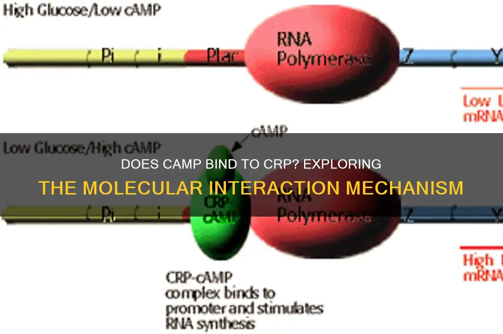 does camp bind to crp