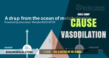 Does Camp Cause Vasodilation? Exploring the Science Behind It