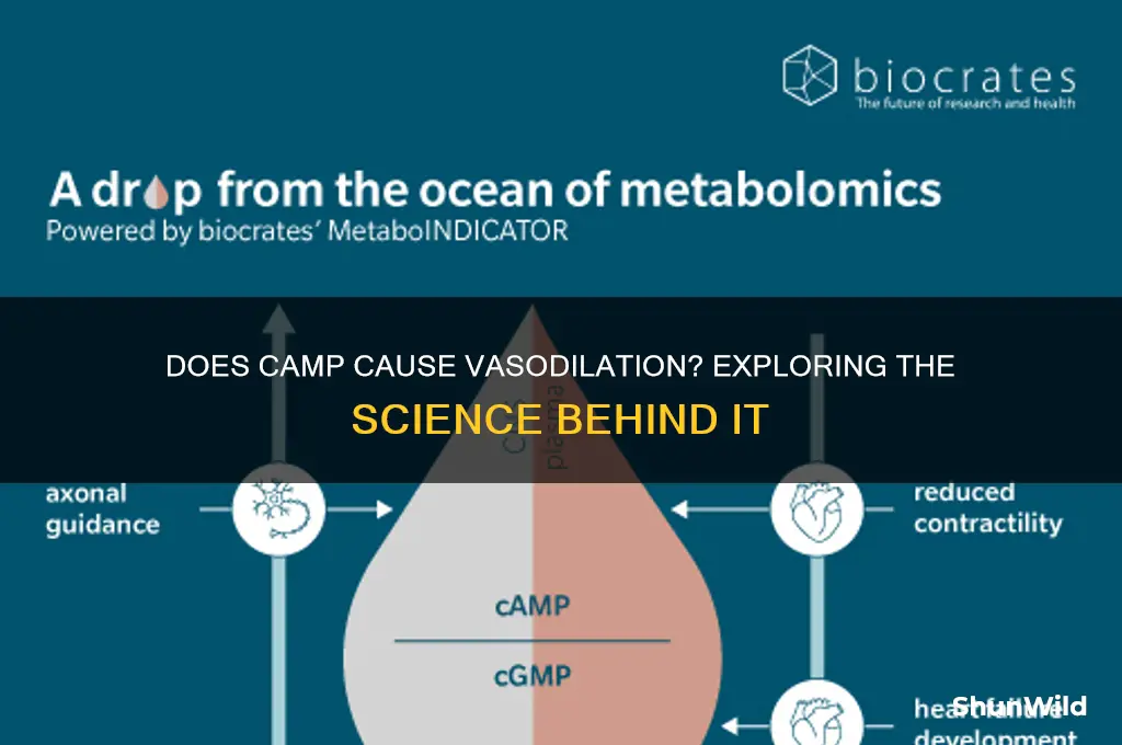 does camp cause vasodilation