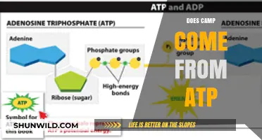 Does Camp Energy Originate from ATP? Unraveling the Metabolic Mystery