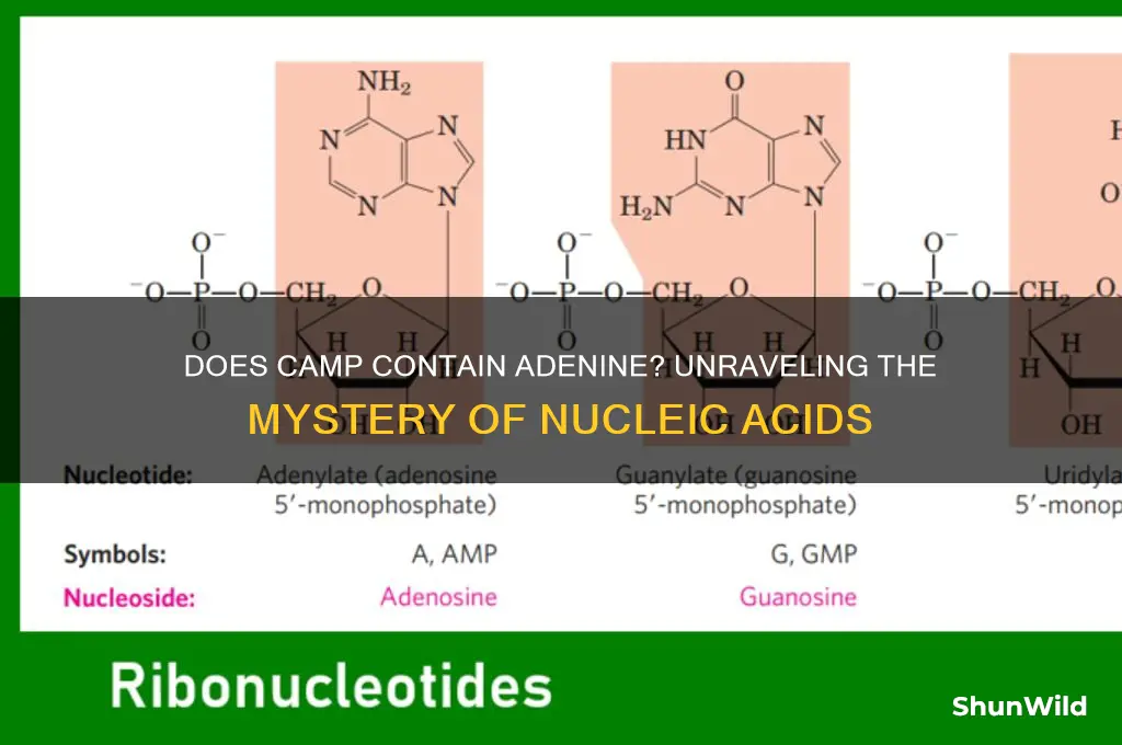 does camp contain adenine