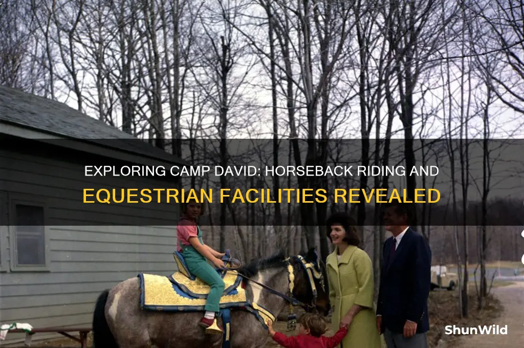 does camp david have horses