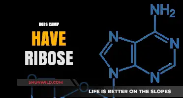 Does Camp Contain Ribose? Unveiling the Sweet Truth Behind the Myth