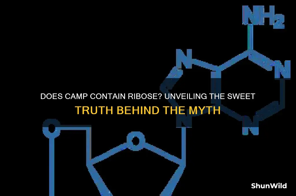 does camp have ribose