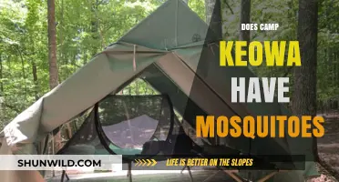 Mosquitoes at Camp Keowa: What to Expect During Your Stay
