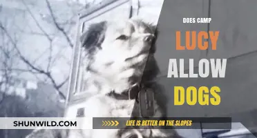 Can Your Dog Join You at Camp Lucy? Pet Policy Explained