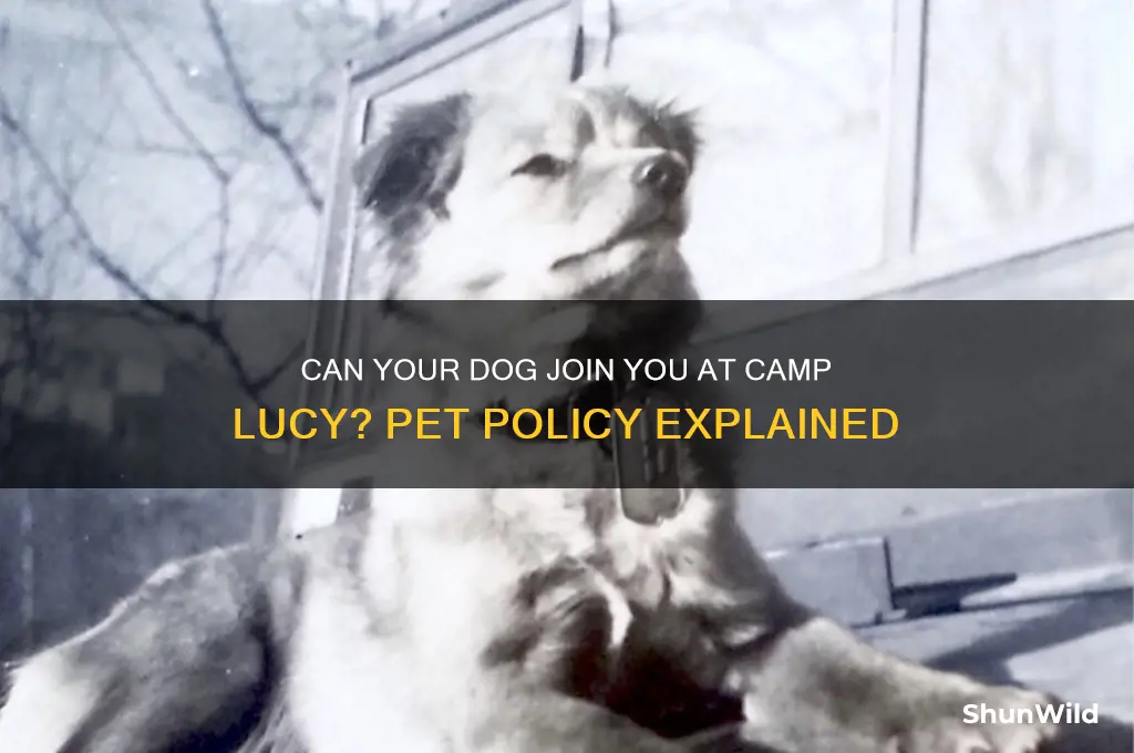 does camp lucy allow dogs