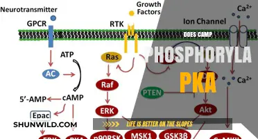 Does cAMP Phosphorylate PKA? Unraveling the cAMP-PKA Signaling Pathway