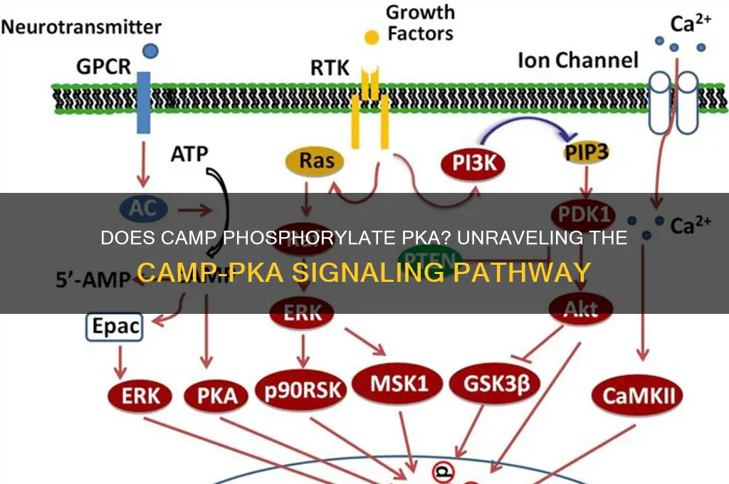 does camp phosphorylate pka
