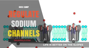 Exploring Camp's Role in Regulating Sodium Channels: Insights and Mechanisms