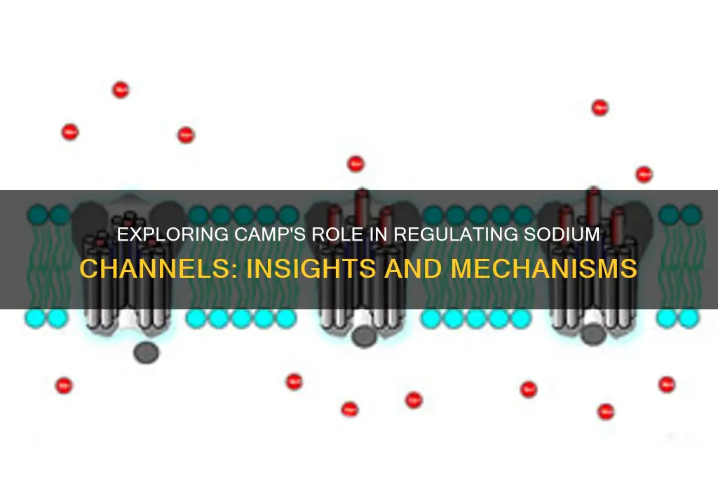 does camp regulate sodium channels