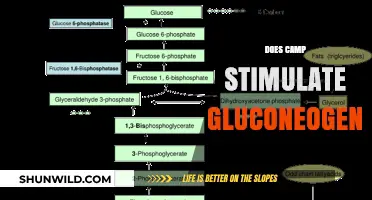 Does Camping Boost Gluconeogenesis? Exploring Metabolic Impacts of Camp Life