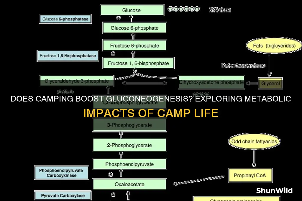 does camp stimulate gluconeogenesis