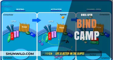 Does CFTR Bind cAMP? Exploring the Molecular Interaction and Implications